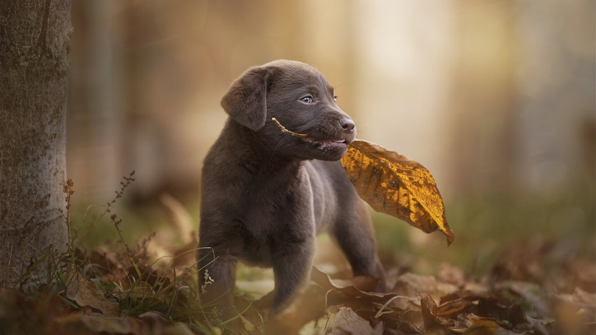 开云体育-皇马力量闪耀！西班牙在美加墨世界杯焦点战稳稳拿下突尼斯